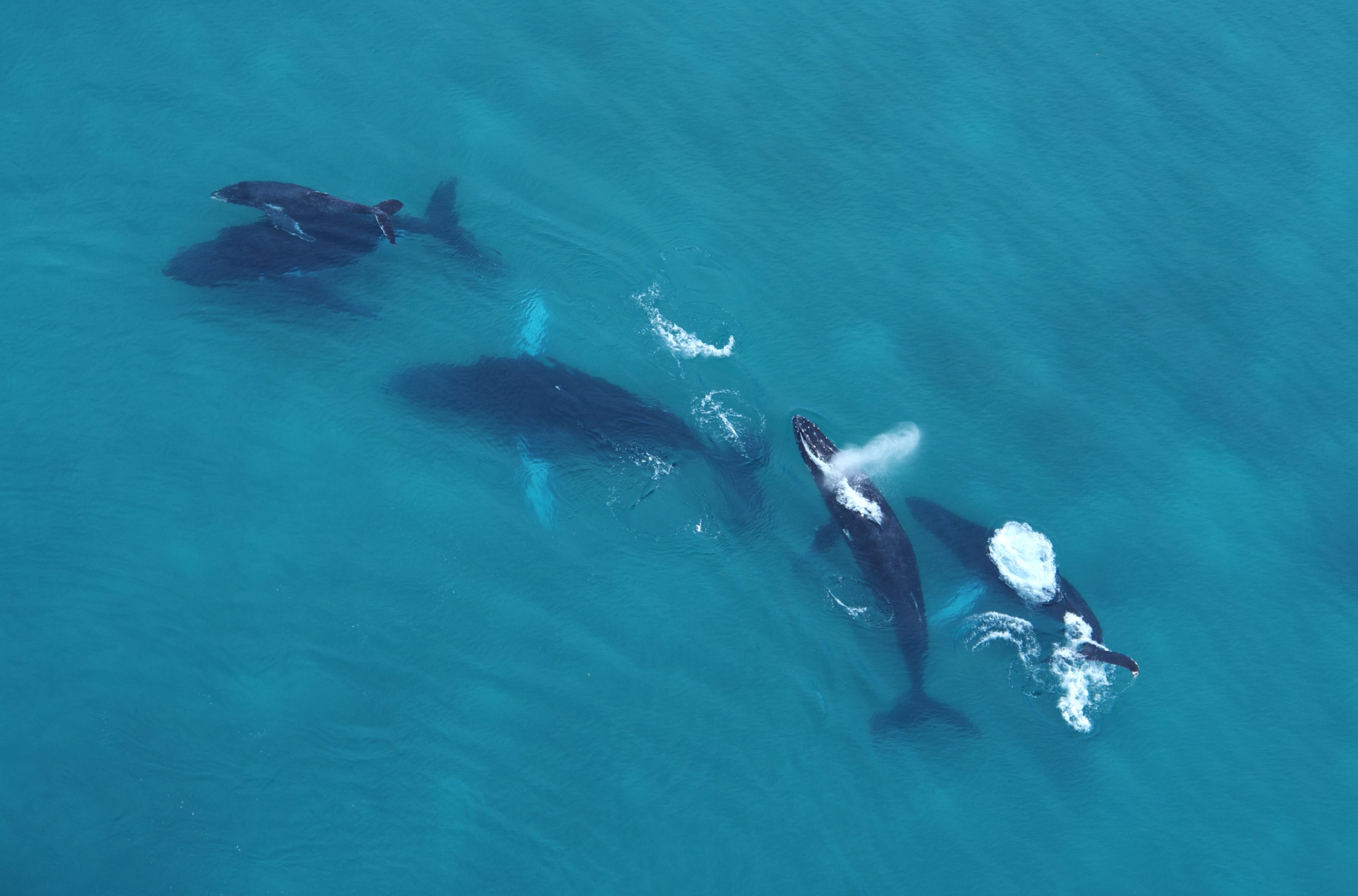 Avistamiento de ballenas