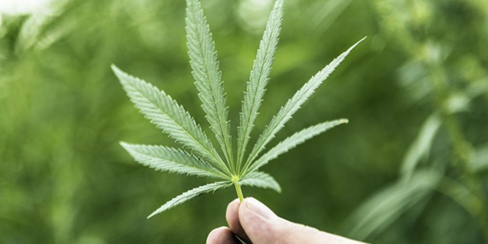 Expertos internacionales del cannabis medicinal realizarán cumbre en Panamá