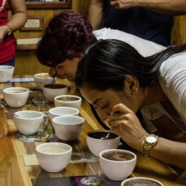 Cata de Café